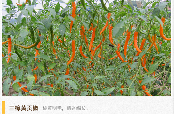 湖湘自然历丨如此多“椒”②皇帝命名的辣椒，到底有多好吃
