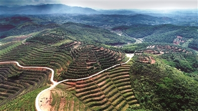 “9000万亩”和“200万吨”背后——新时代部分主产省区油茶产业发展综述