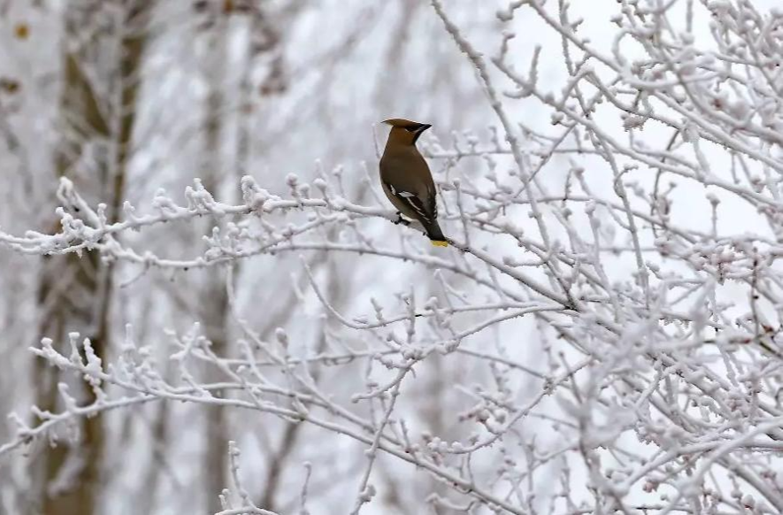 中央气象台发布冰冻黄色预警，上一次发布还是十年前