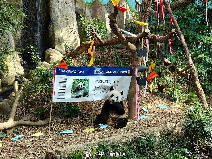 大熊猫“叻叻”将于明年1月16日返回中国