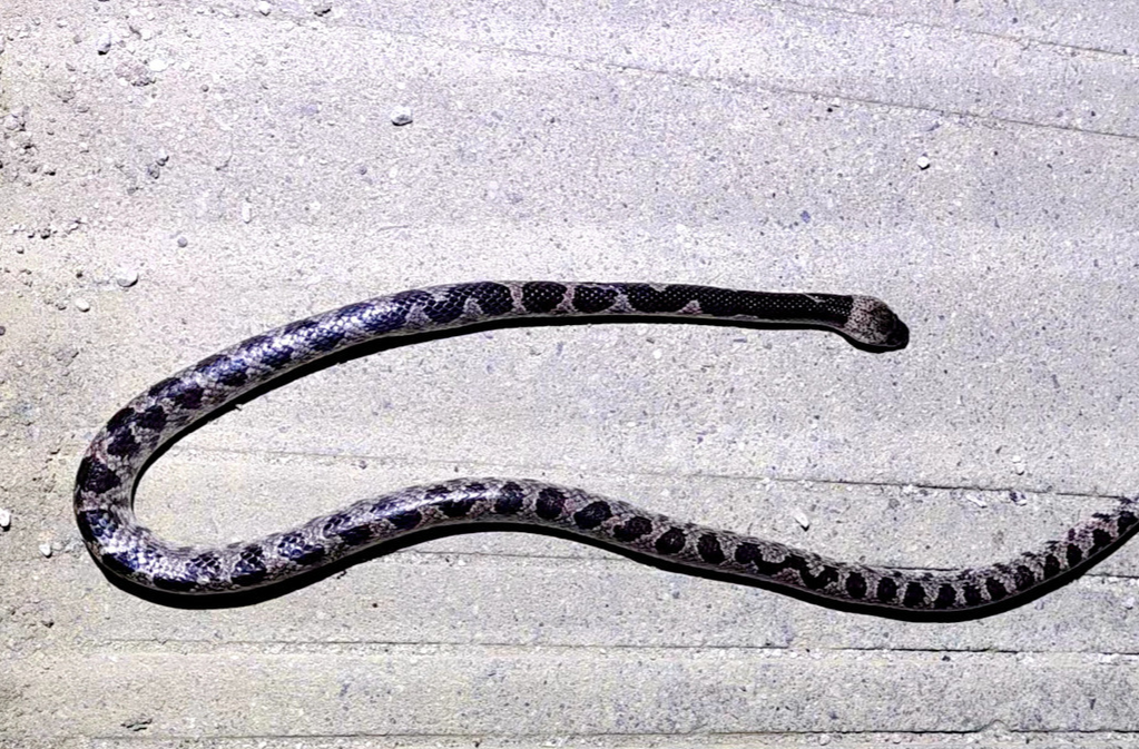 神奇的生物在哪里丨穿着毒蛇外衣的无毒蛇！湖南省蛇类新纪录：花坪白环蛇