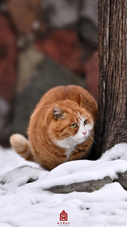 故宫的猫出来玩雪了
