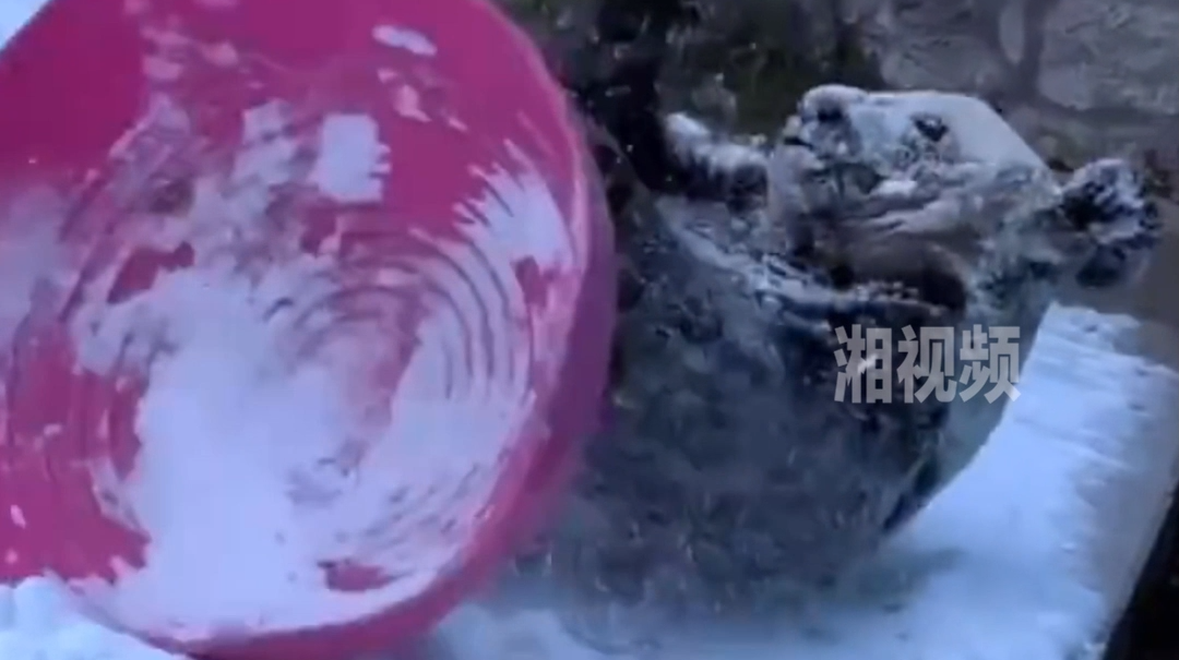 丫丫在雪里撒欢儿打滚 秒变“糖霜”小熊！