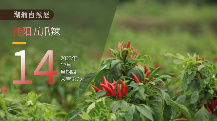 湖湘自然历 | 如此多“椒”③因治愈风寒成为贡品的“红爪爪”