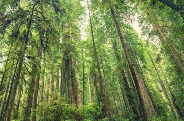 道县：开展宪法日宣传 促森林生态建设