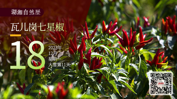 湖湘自然历｜如此多“椒”⑦葫芦娃有七兄弟，七星椒有“七姊妹”