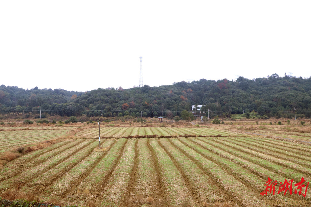 美景增肥地不闲,“冬闲田”变“增收田” 长沙县安沙镇抢抓农时全力推进秋冬油菜种植工作 - 长沙 - 新湖南