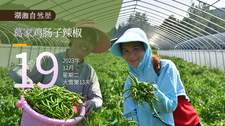 湖湘自然历｜如此多“椒”⑧用它，你能得到天花板级别的剁辣椒