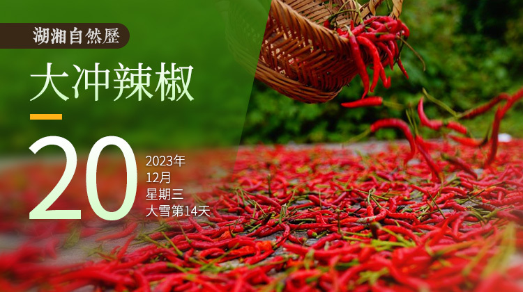 湖湘自然历丨如此多“椒”⑨薄田里种出“上等椒”