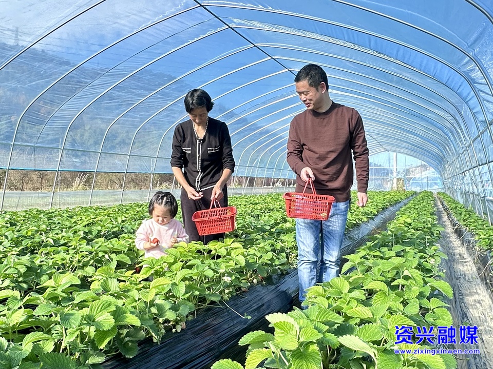 资兴市东江街道双溪村：初冬时节好“莓”景 40亩草莓抢鲜上市