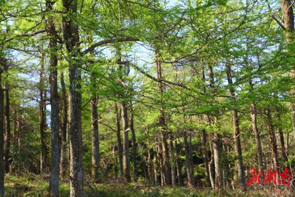 隆回 “个十百千万”推动林业高质量发展