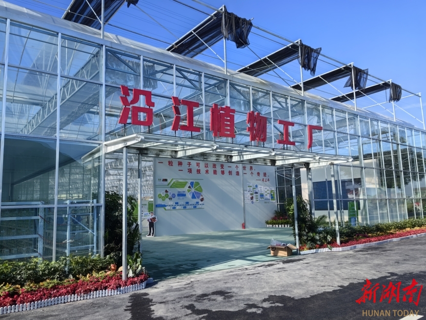 天心区南托街道：植物工厂新“IP”诞生记
