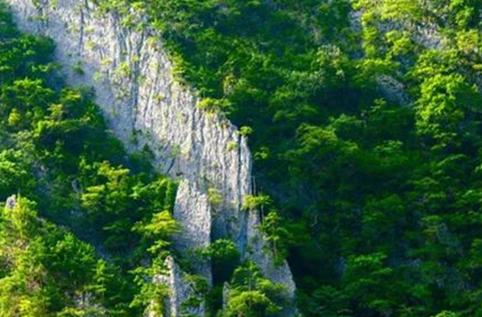 《中国林业遗产认定规范》团体标准发布