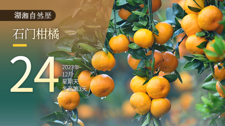 湖湘自然历丨橘生潇湘①北纬30度，湘西北的甜蜜“橘乡”