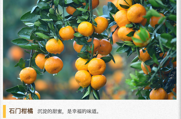 湖湘自然历丨橘生潇湘①北纬30度，湘西北的甜蜜“橘乡”