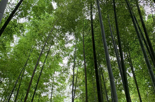 双牌让竹木产业插上数字经济的翅膀