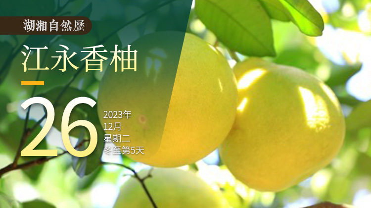 湖湘自然历｜橘生潇湘③馥郁的香气，祝你冬日好眠