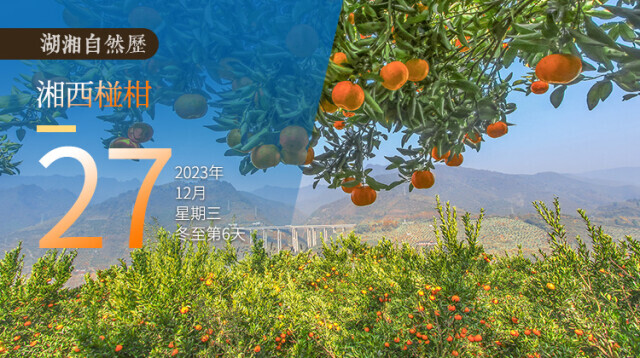 湖湘自然历｜橘生潇湘④“初恋”原来如此粗糙
