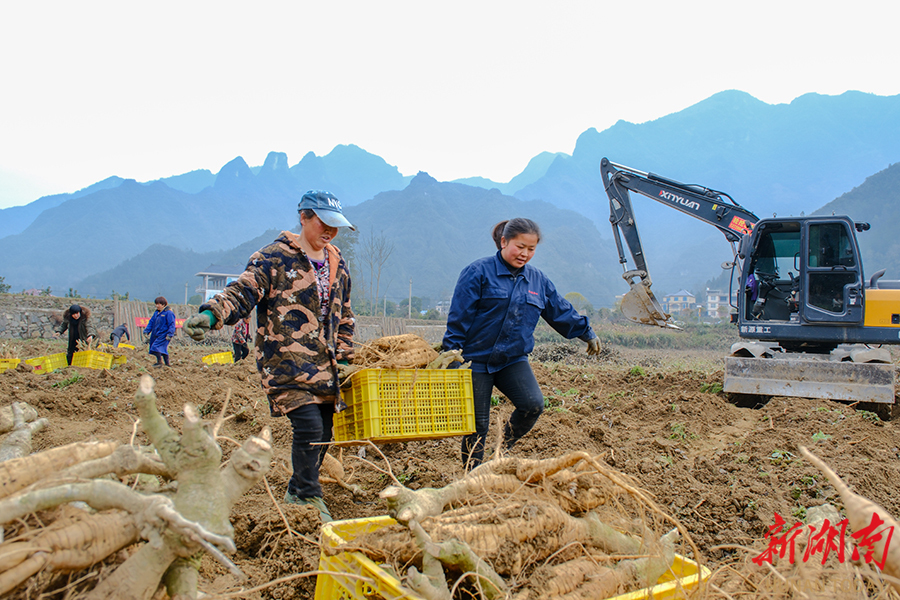 湖南省最大葛根基地图片