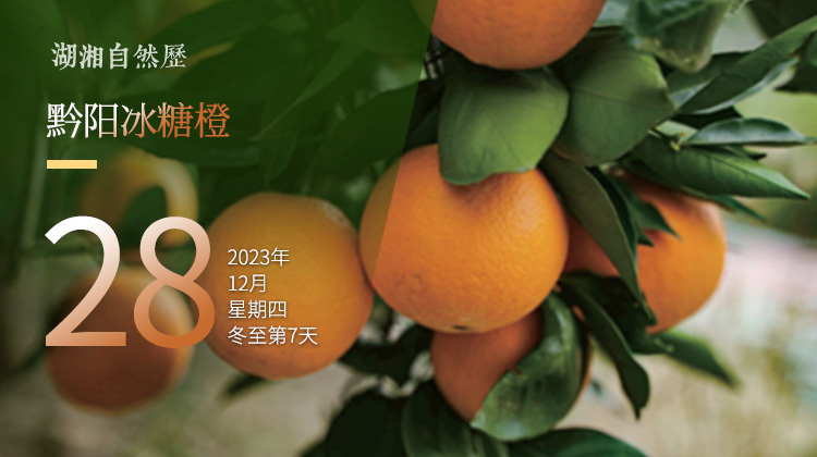 湖湘自然历｜橘生潇湘⑤人生哪得几度甜