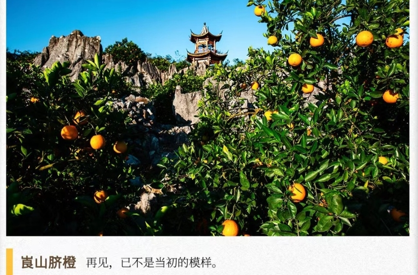 湖湘自然历丨橘生潇湘⑥出国“镀金”五百年，归来已然是“王者”