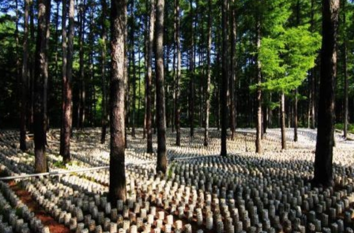 湖南新增43家省级林下经济示范基地