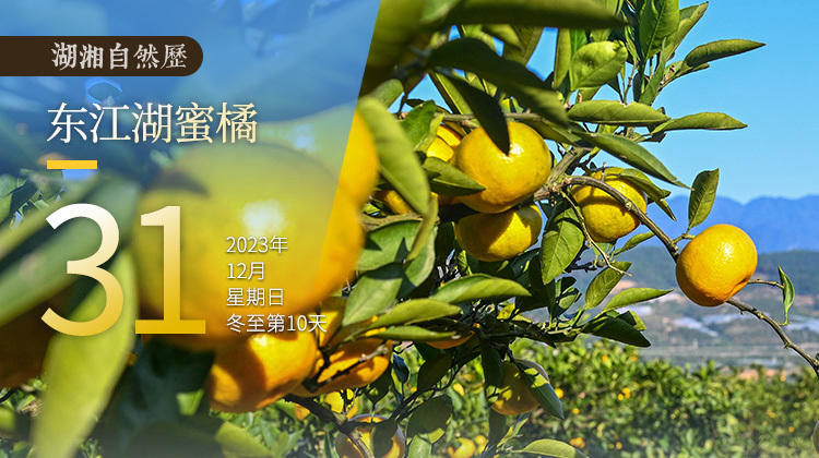 湖湘自然历｜橘生潇湘⑧我们派了一只橘子，跟您说：新年大吉、再会有期