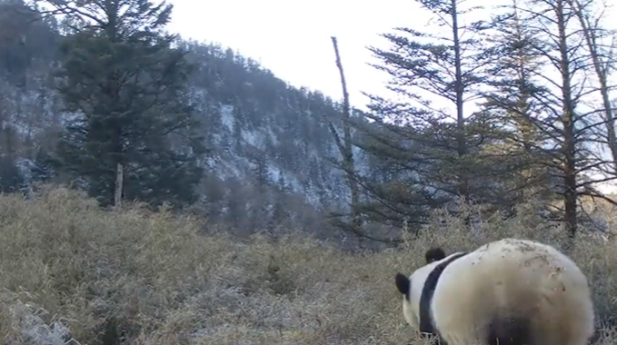 大熊猫国家公园芦山片区再次拍到野生大熊猫影像