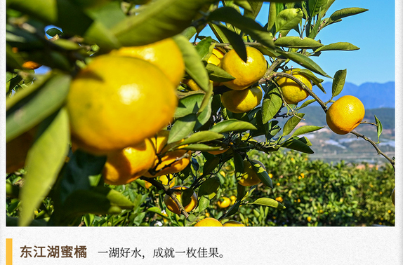 湖湘自然历｜橘生潇湘⑧我们派了一只橘子，跟您说：新年大吉、再会有期