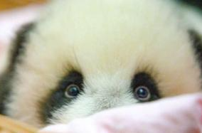 旅俄大熊猫“丁丁”幼崽获名“喀秋莎”