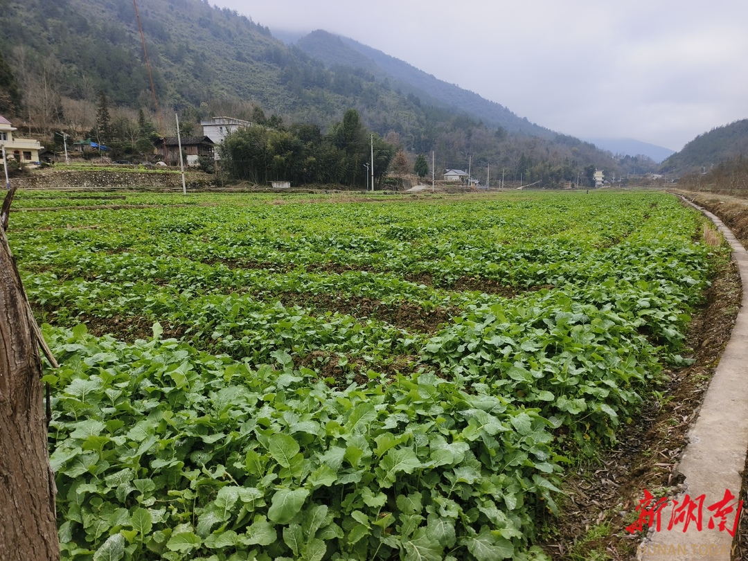 桑植县官地坪镇稻油连作护粮安