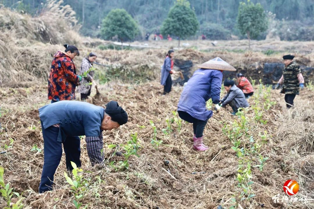 花垣县石栏镇图片