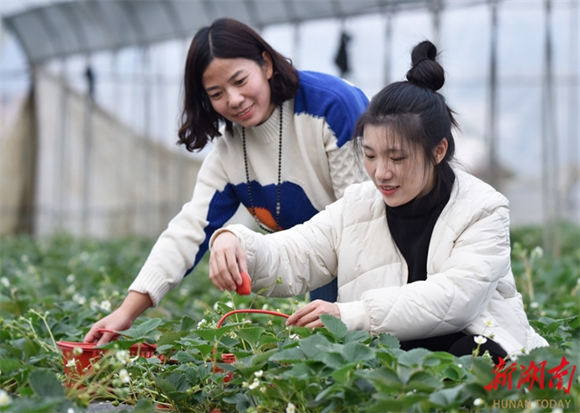 Characteristic Agricultural Industry Helps Advance Agriculture, Tourism Integrated Development