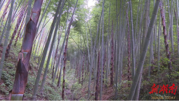绥宁：立“竹”资源优势推动经济高质量发展_邵阳头条网
