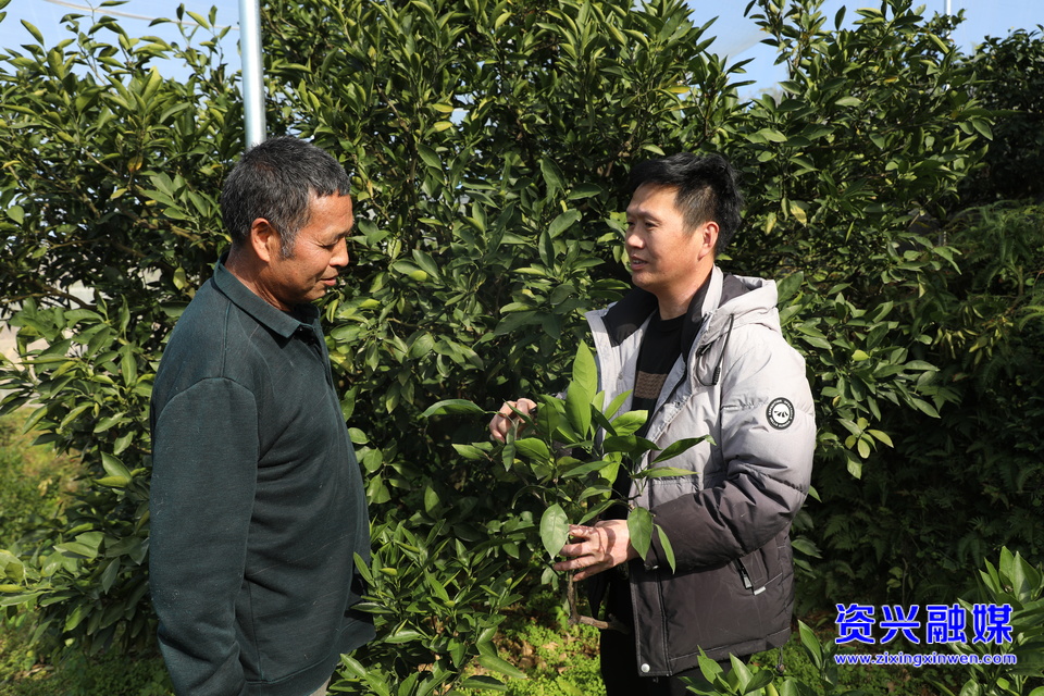 榜樣的力量 | 黃心華：爭當(dāng)清江柑橘領(lǐng)軍人