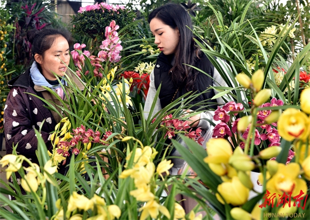 Flower Sales Surge Ahead of Spring Festival