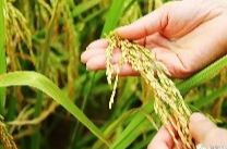 农业农村部遴选发布2022年十大优异农业种质资源
