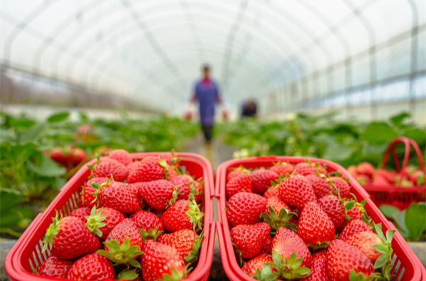冷水滩：草莓飘香 市场旺销