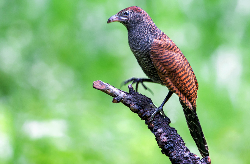 沅江市林业局救助“受伤”的国家二级保护动物“褐翅鸦鹃”