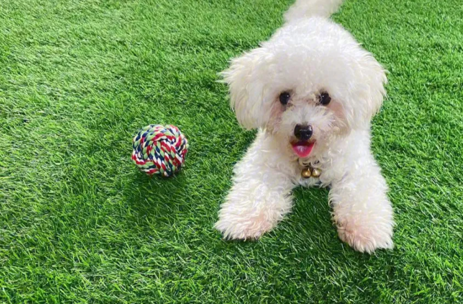 家有宠物的注意啦!当心会得这些疾病→