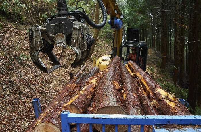 桃源县2024年商品林主伐采伐限额较去年下降9%