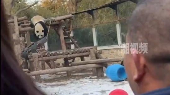 谭爷爷抱着“花花”看萌兰： “壮了，长得大多了！”