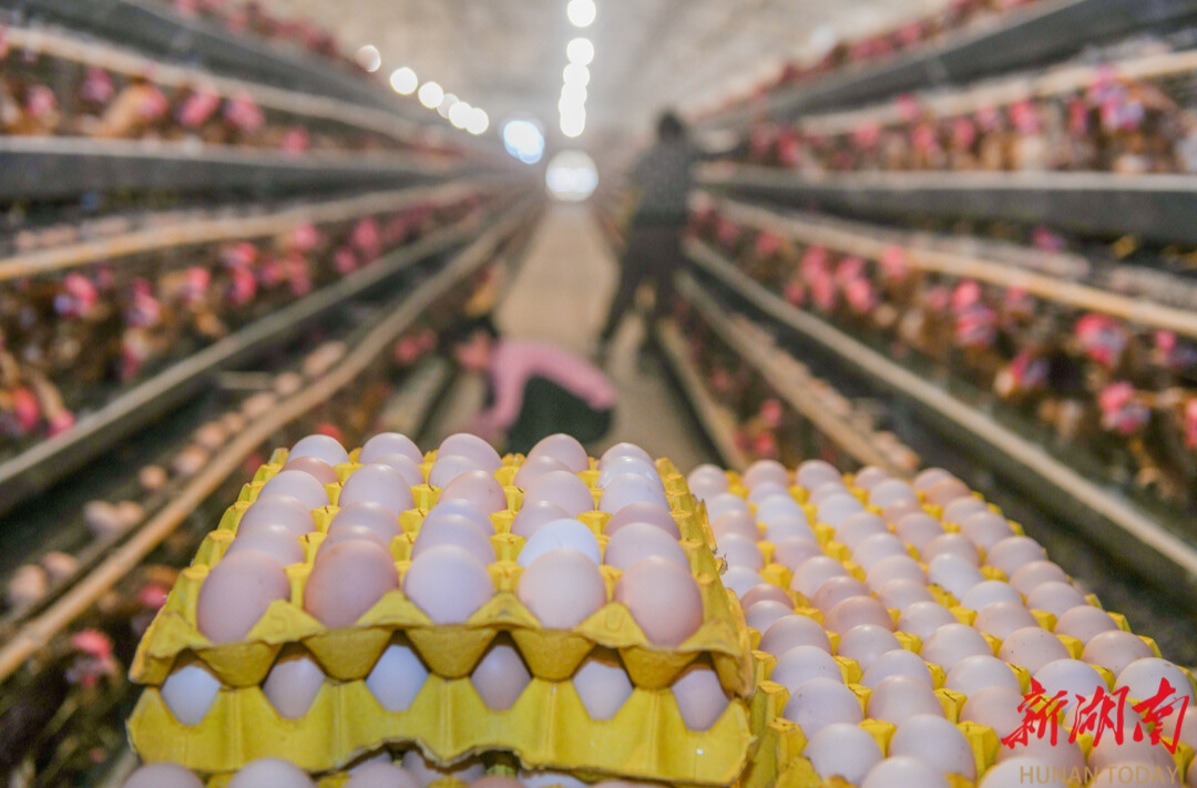 湖南道县：蛋鸡养殖促农增收