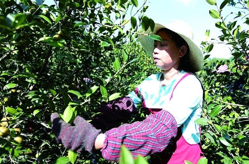 一树繁花振林樾——大力发展好油茶产业的“鼎城答卷”