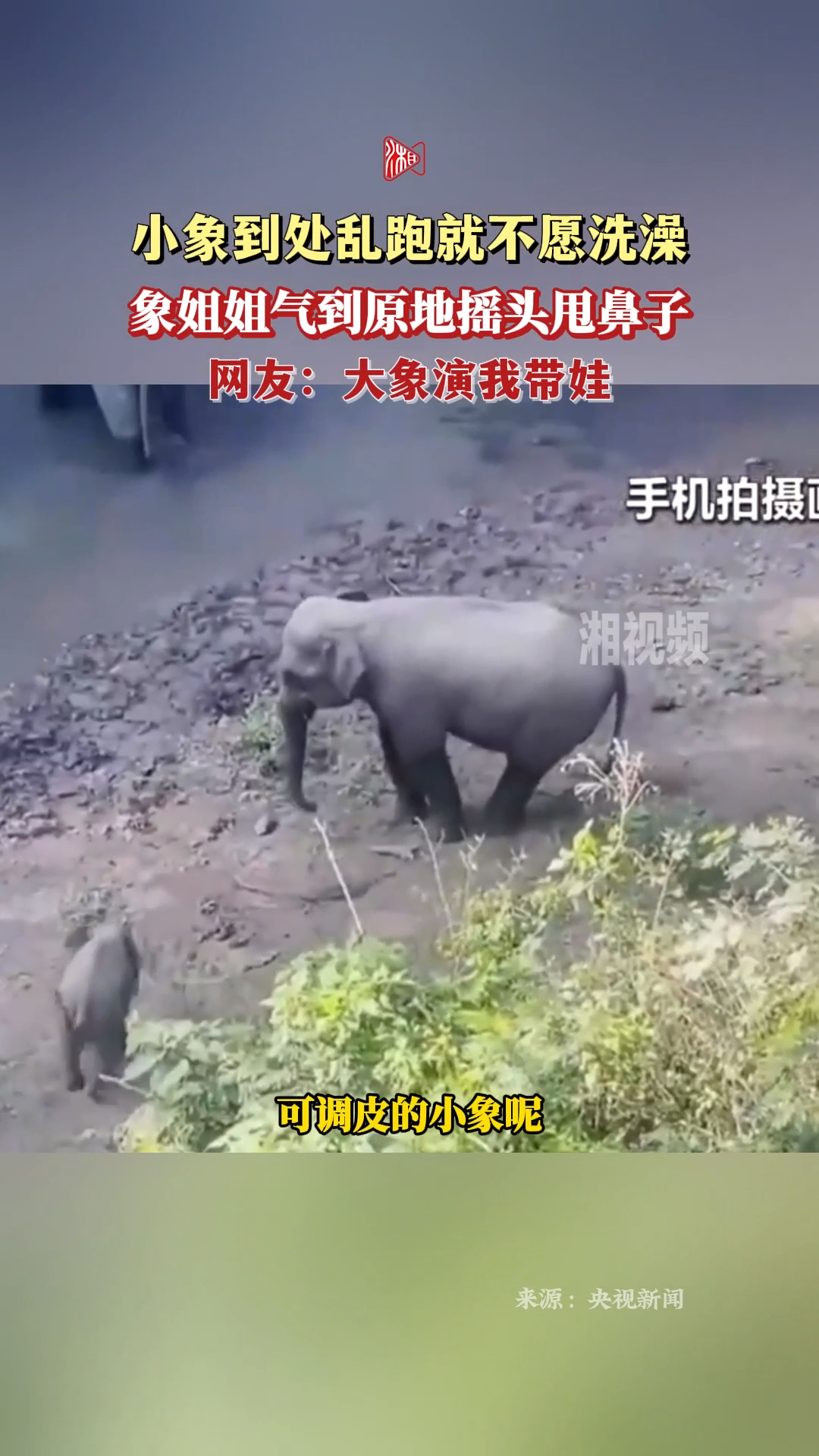 小象不洗澡到处跑气得姐姐直摇头