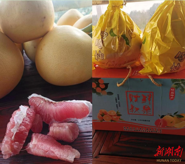 洞口县残疾人求助！近7万斤柚子、2万斤雪峰蜜桔滞销，急需帮助！