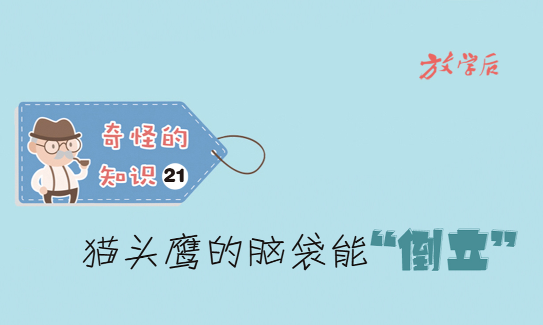 放学后·漫画|奇怪的知识㉑：猫头鹰的脑袋能“倒立”