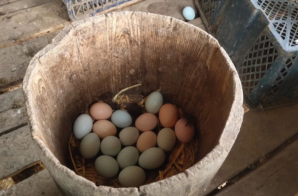 张家界“瓷娃娃”带动残疾人养殖，4千枚土鸡蛋滞销，急需帮助！