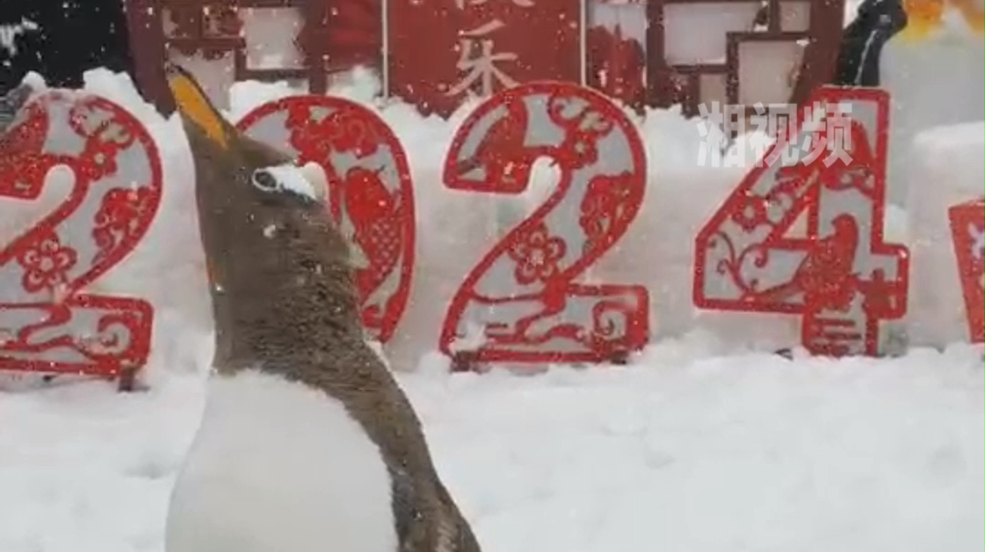 超萌！戴围脖企鹅户外撒欢，感受长沙大雪
