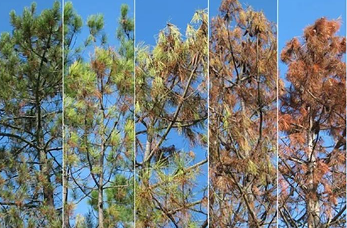 东安县召开加强松木无害化处置点管理工作会议